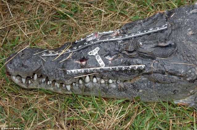  "Robo Croc” the crocodile with metal plates and 41 screws in his head (4 pics) 