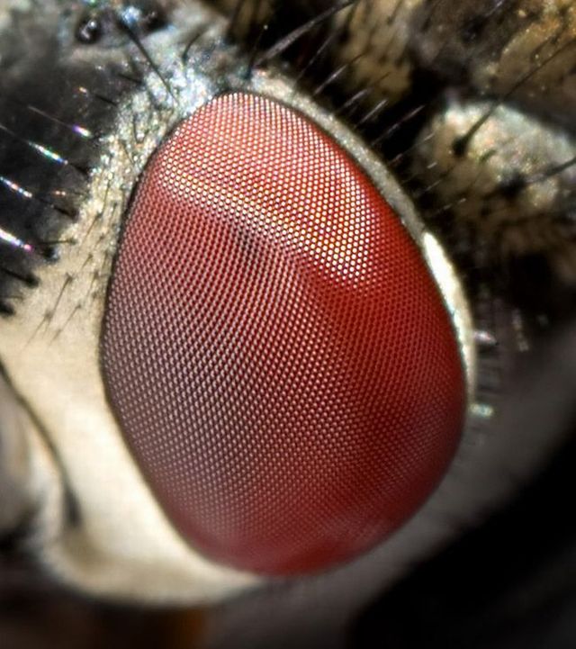 Amazing eye macros (23 pics)
