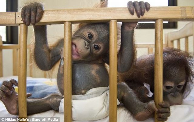 Welcome to the world's only orang-utan hospital (11 фото)