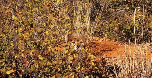 Natural camouflage (20 pics)