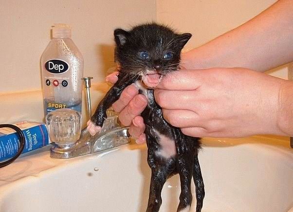 Bath time for cats (34 pics)