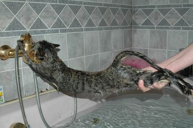 Bath time for cats (34 pics)