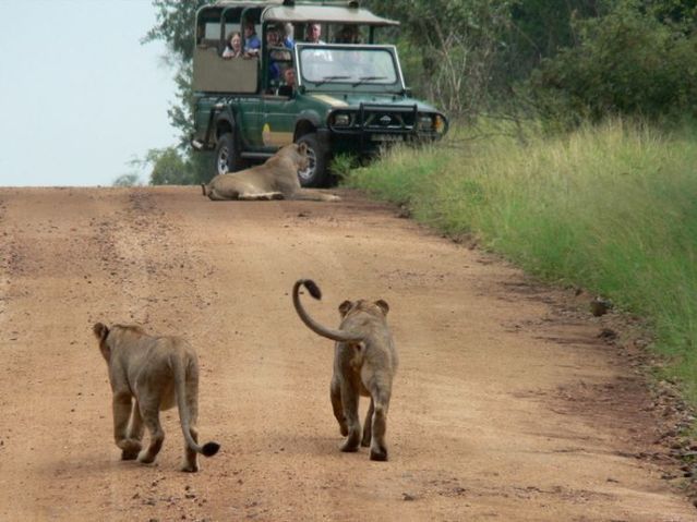 Kruger National Park (52 pics)