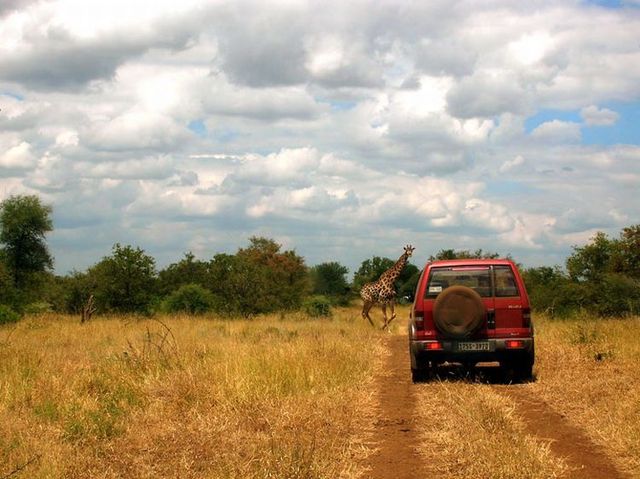 Kruger National Park (52 pics)
