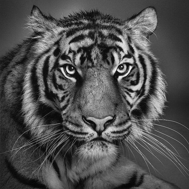 Another collection of great pencil drawings (13 pics)
