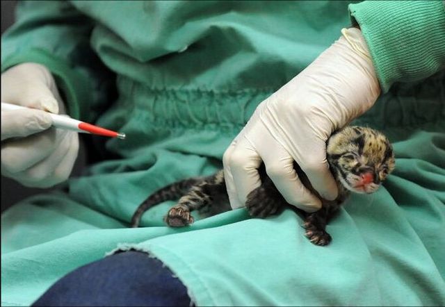 Rare clouded leopard cubs were born at the zoo (10 pics)