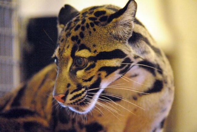 Rare clouded leopard cubs were born at the zoo (10 pics)