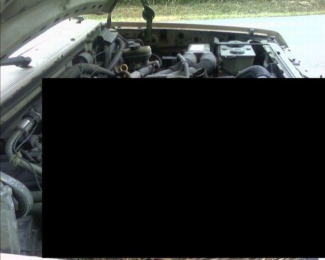 Unexpected guest under the hood (5 photos)