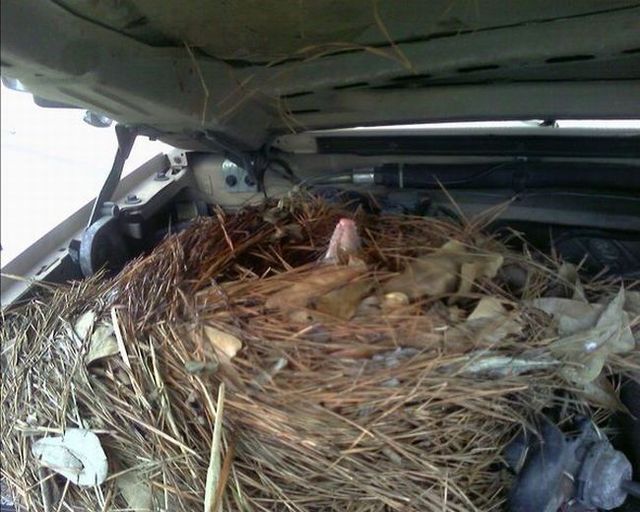 Unexpected guest under the hood (5 photos)