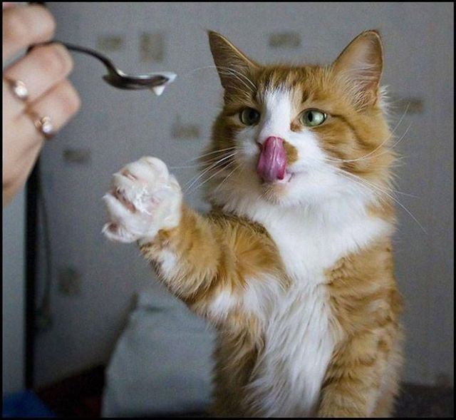 These funny animals (59 pics)