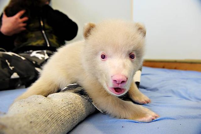 Two bear cubs - Salt and Pepper (14 pics)