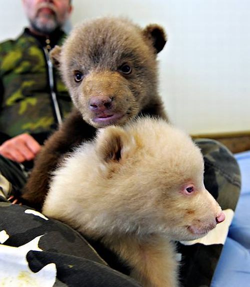 Two bear cubs - Salt and Pepper (14 pics)