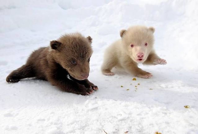 Two bear cubs - Salt and Pepper (14 pics)