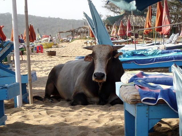 Luxury holidays in Goa (34 photos)