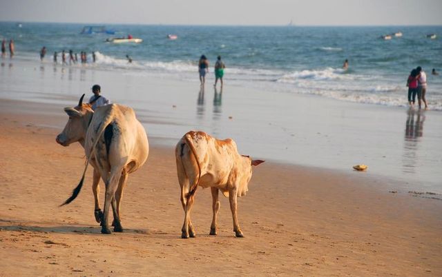 Luxury holidays in Goa (34 photos)