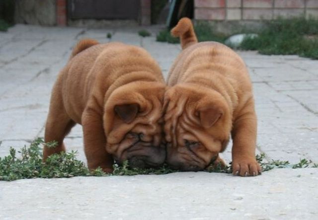 Positive emotions with “wrinkles” ;) (49 pics)