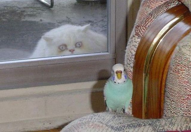 These funny animals (42 pics)