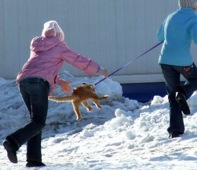 Funny situations where domestic cats go walking on the street (44 photos)