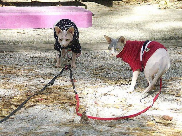 Funny situations where domestic cats go walking on the street (44 photos)