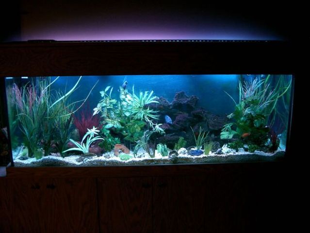 Five stars aquarium for the fish (50 pics)