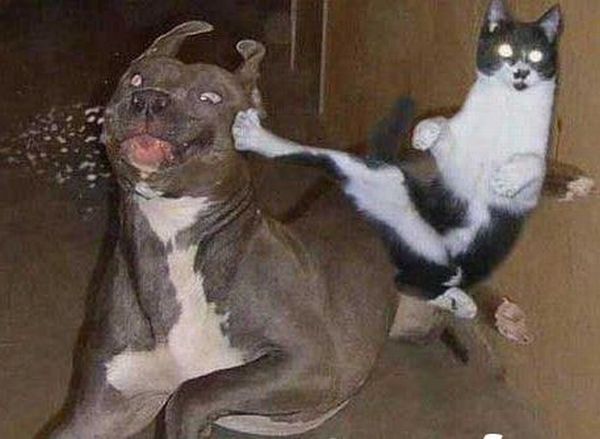 These funny animals (40 pics)