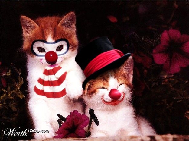 Great photomontage – animals-clowns (43 pics)
