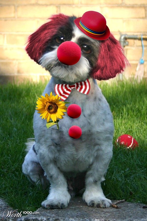 Great photomontage – animals-clowns (43 pics)