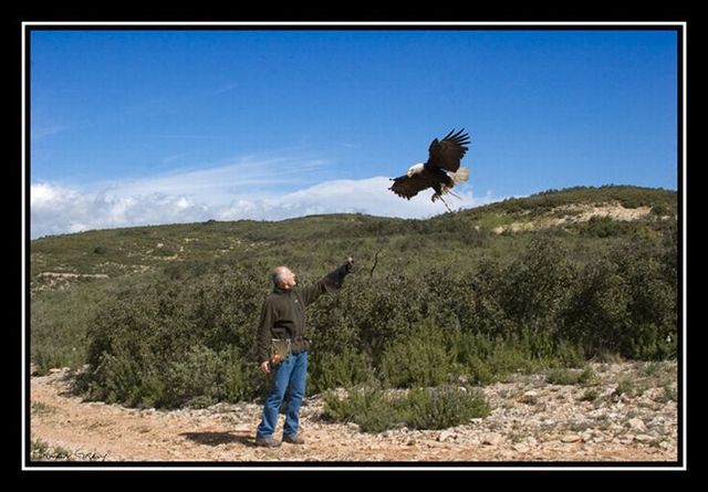 Flying with eagle (11 pics + 1 video)