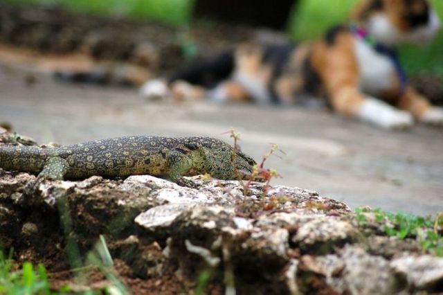 Mortal Combat of a cat and a lizard ;) (7 pics)