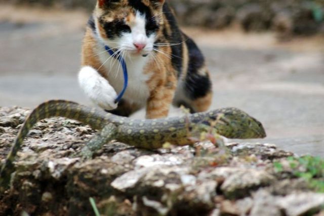 Mortal Combat of a cat and a lizard ;) (7 pics)