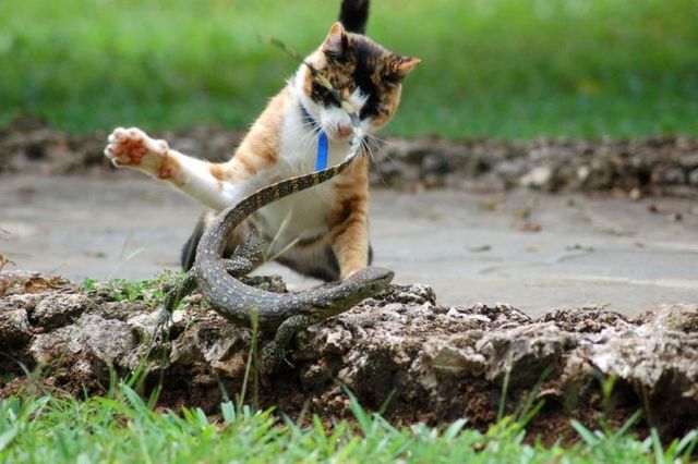 Mortal Combat of a cat and a lizard ;) (7 pics)