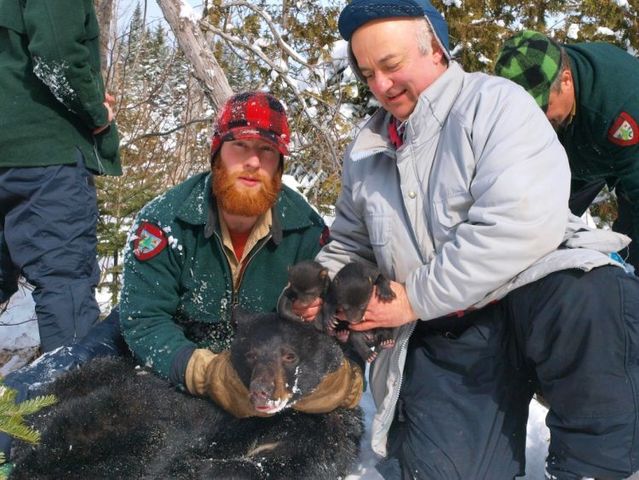 Maine Bear Monitoring 2009 (24 pics)
