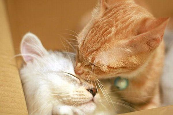 Cats in love (31 pics) 