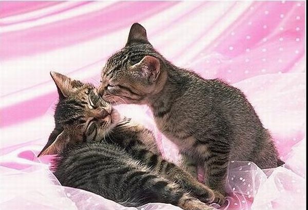 Cats in love (31 pics) - Izismile.com