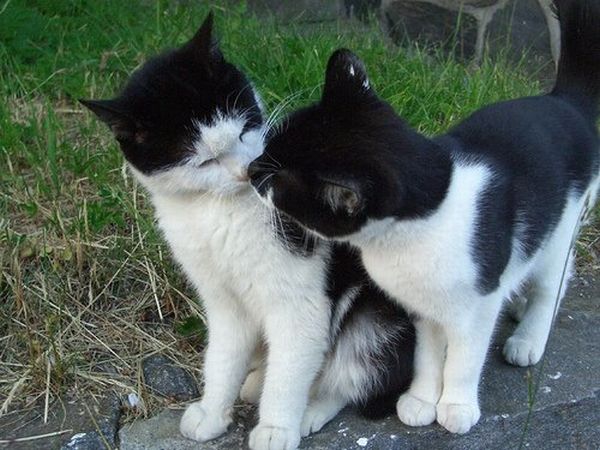 Cats In Love 31 Pics