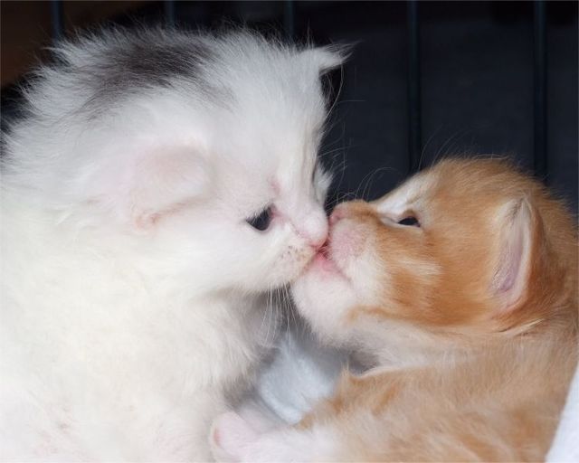 Cats in love (31 pics) 