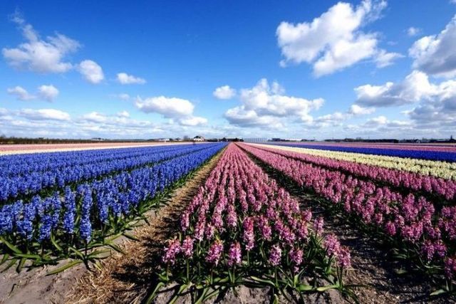 Tulip fields in Holland (43 photos)