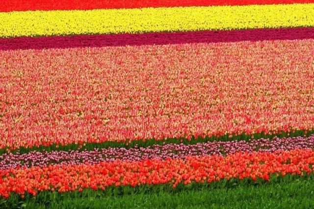 Tulip fields in Holland (43 photos)