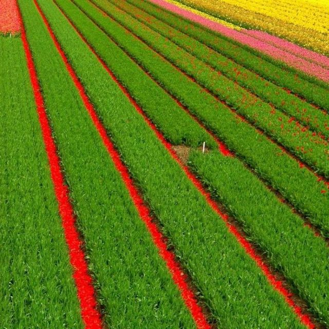 Tulip fields in Holland (43 photos)