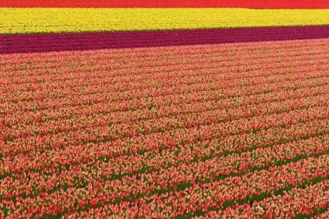 Tulip fields in Holland (43 photos)