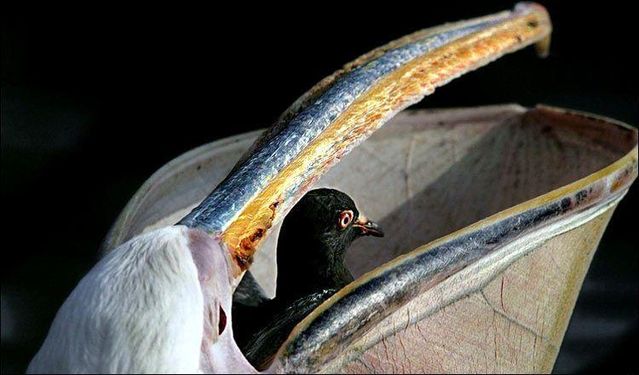 What really eat birds (23 pics)
