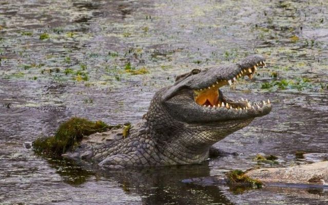 Attack of a bloodthirsty crocodile (10 pics)