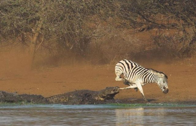 Attack of a bloodthirsty crocodile (10 pics)