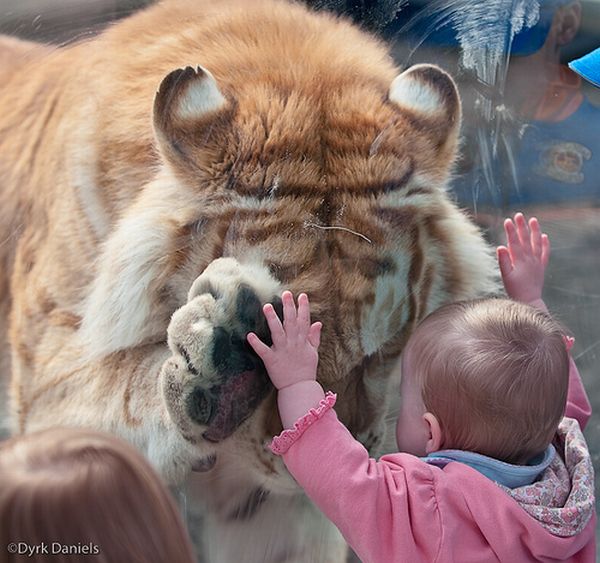Kids and a tiger (3 pics)