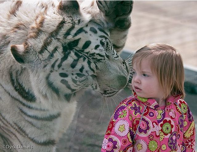 Kids and a tiger (3 pics)