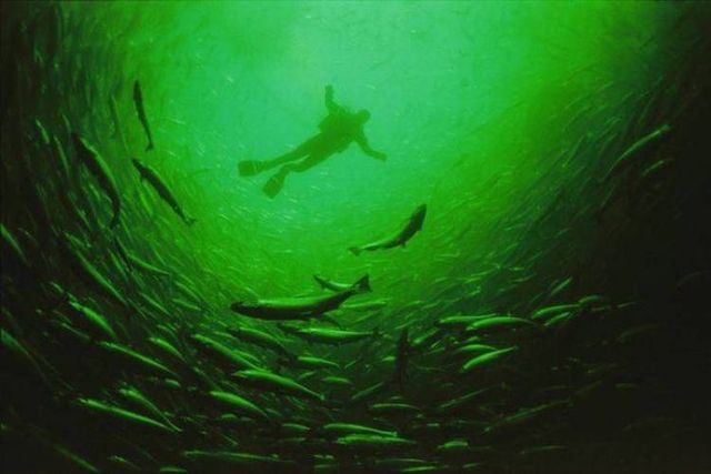 Underwater world (39 photos)