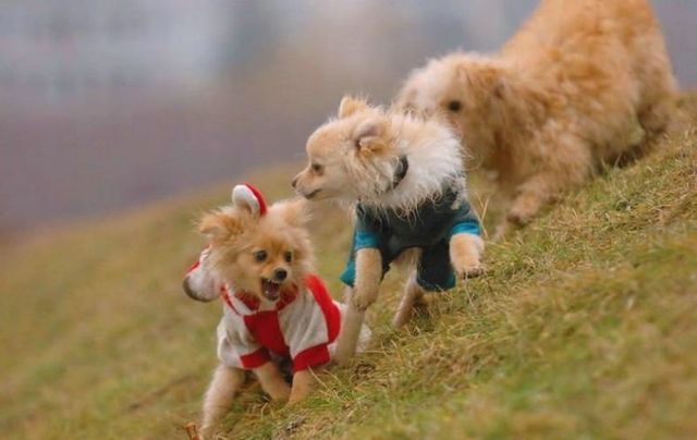 Horror of the day. Dog fight (20 pics)
