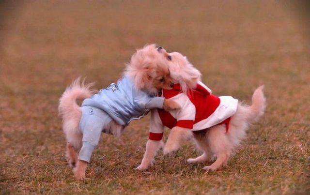 Horror of the day. Dog fight (20 pics)