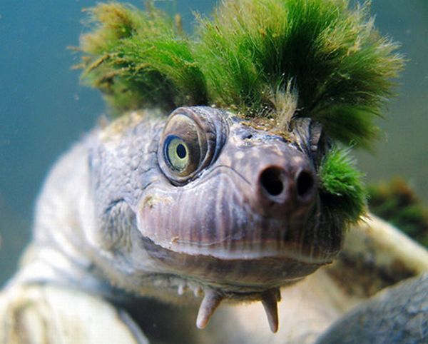 Punk-turtle (12 pics)