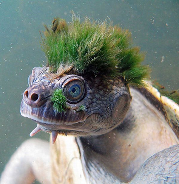 Punk-turtle (12 pics)